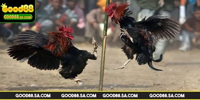 Hướng dẫn bắt kèo cho người mới chơi