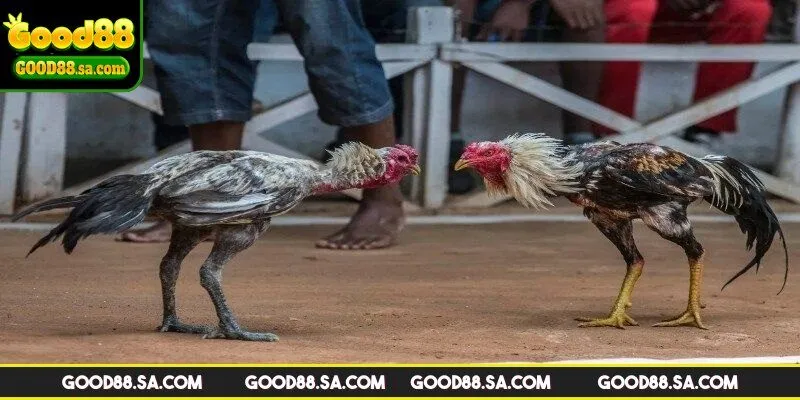 Một số quy tắc cần biết khi tham gia