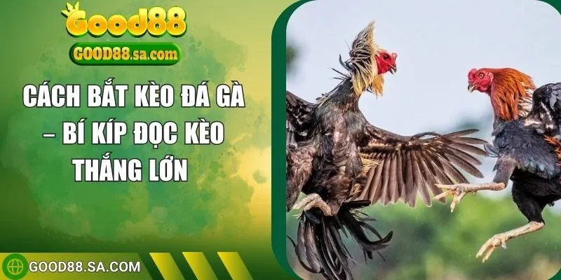 cách bắt kèo đá gà
