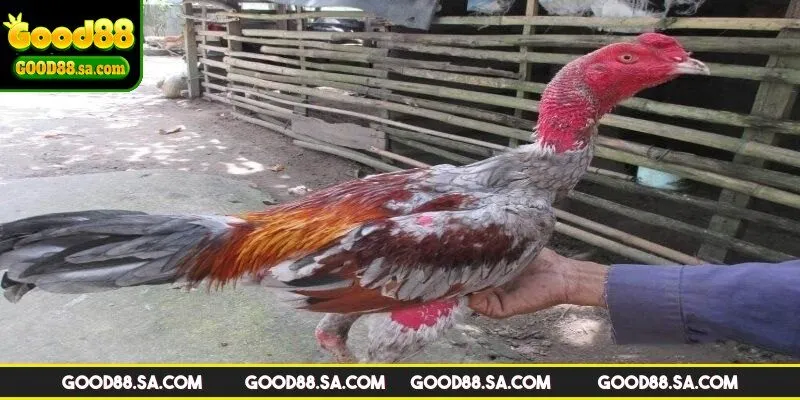 Chú ý về chăm sóc sức khỏe gà đá bo