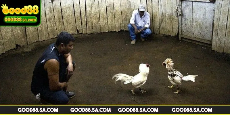 Những điểm tổng quan về trường gà Savan